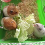 complete information about hamsters