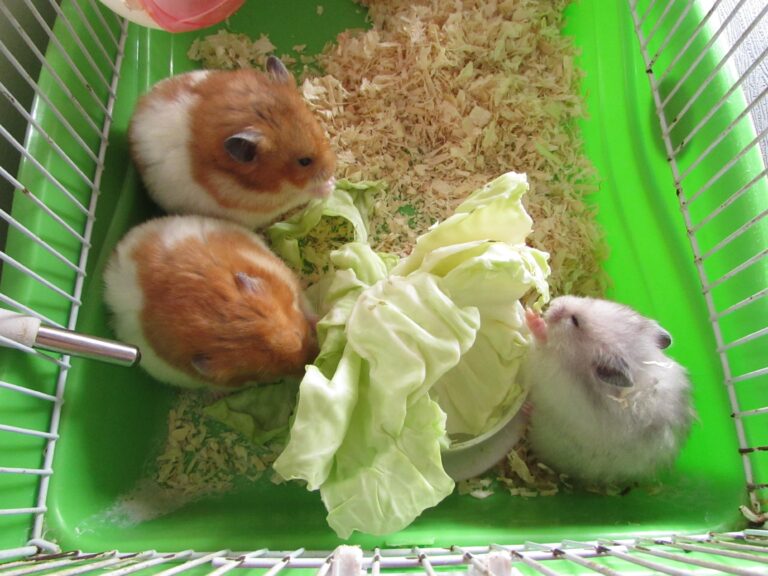 Complete Guide About Hamsters Diet – Hamsters.pk