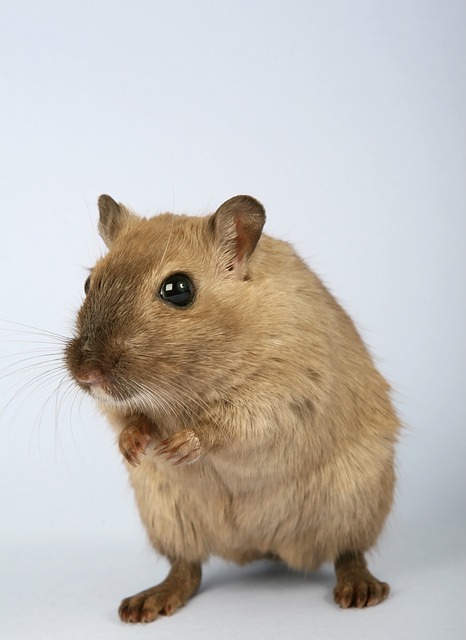 Are Hamsters Better Than Rats - Hamsters.pk