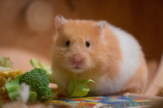 Hamster and Rabbit Difference