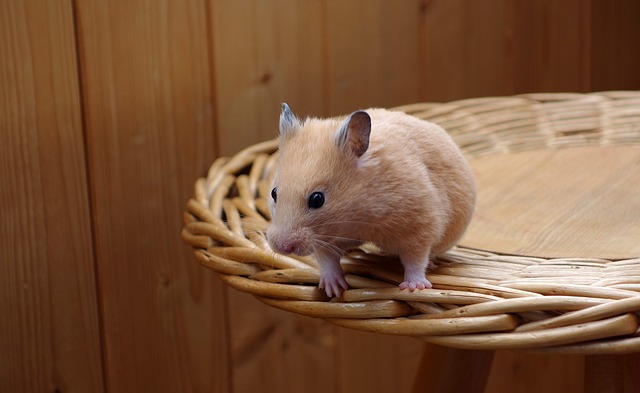 Are Hamsters More Friendly Than Rats - Hamsters.pk