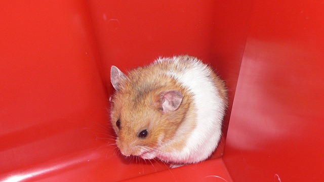 Are Hamsters Better Than Rats - Hamsters.pk