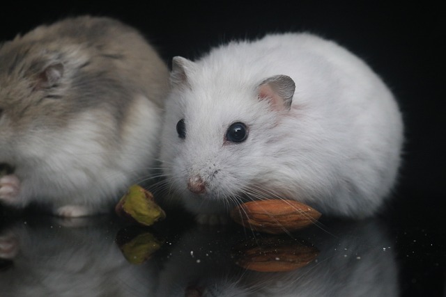 Why Hamsters Are So Cute And Beautiful - Hamsters.pk