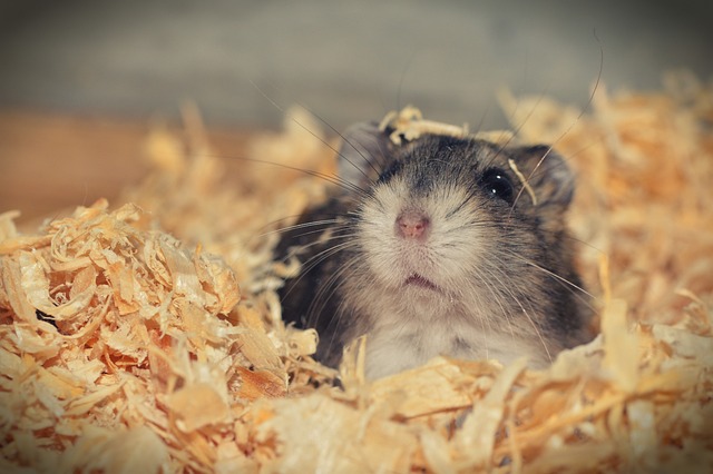 Are Hamsters Better Than Dogs - Hamsters.pk