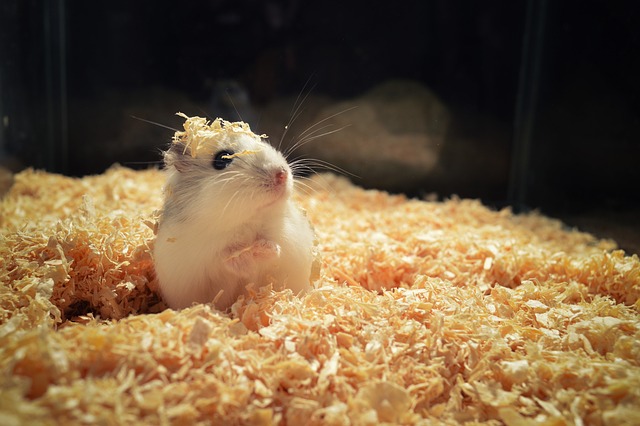 are hamsters better pets than rabbits"