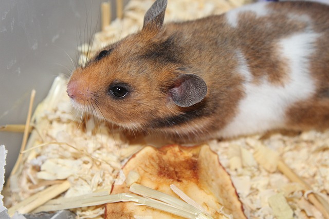 Are Hamsters Better Than Rats - Hamsters.pk