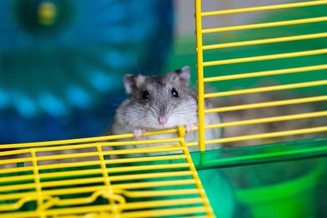 How To Make My Pet Hamster Healthy