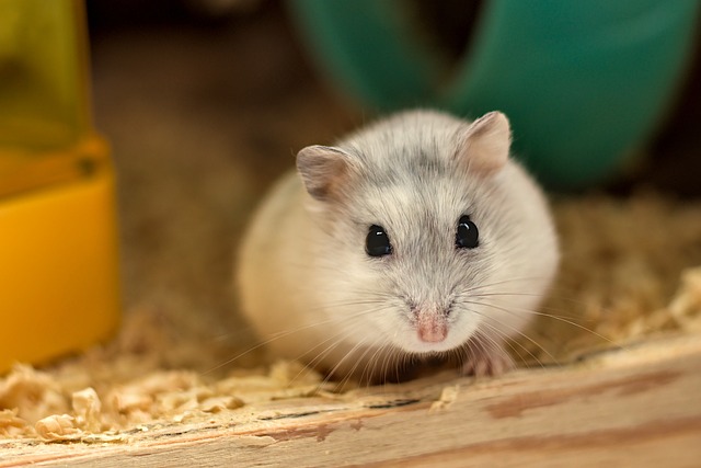 Hamsters Vs Rat Size Difference