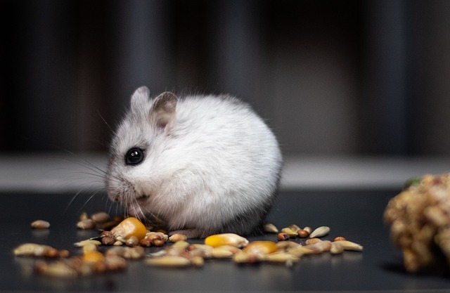 are hamsters better pets than rabbits"