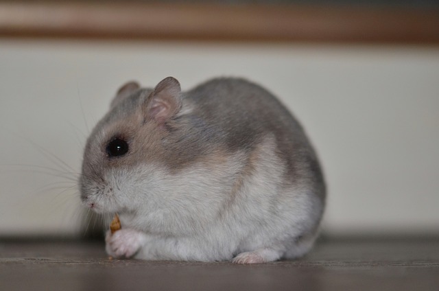 Explore the disadvantages of owning a hamster, including short lifespan, nocturnal behavior, habitat maintenance, and potential health issues and expenses.