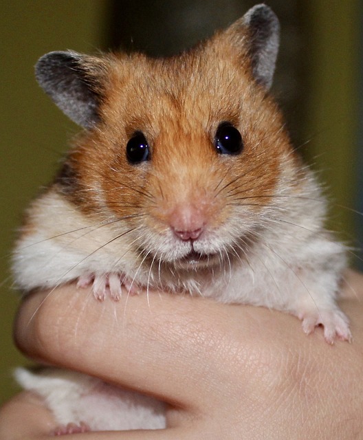 Hamster and Rabbit Difference