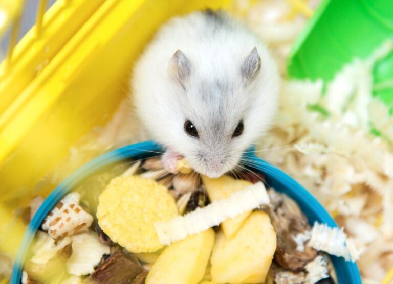 What Is The Best Food For Hamsters – Hamsters.pk