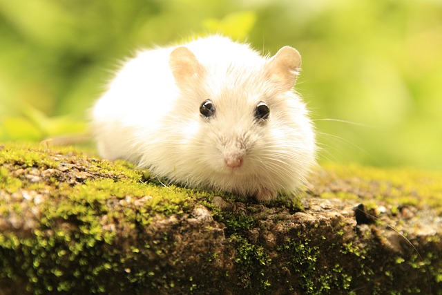 Types Of Syrian Hamsters -Hamsters.pk