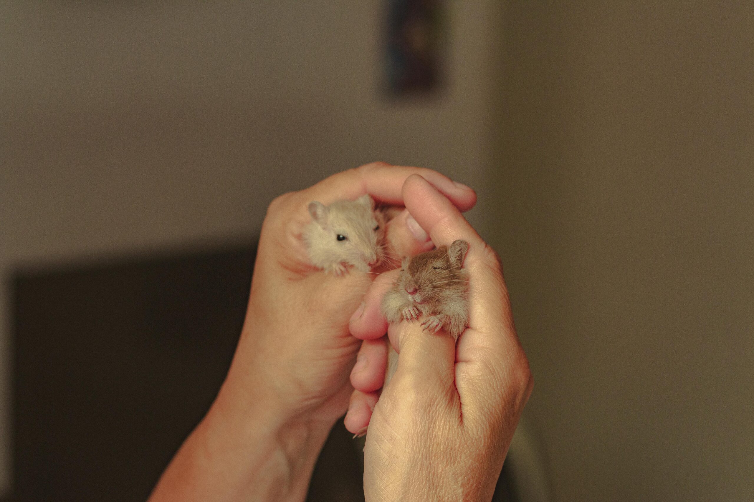 Hamsters Are Good Pets - Hamsters.pk