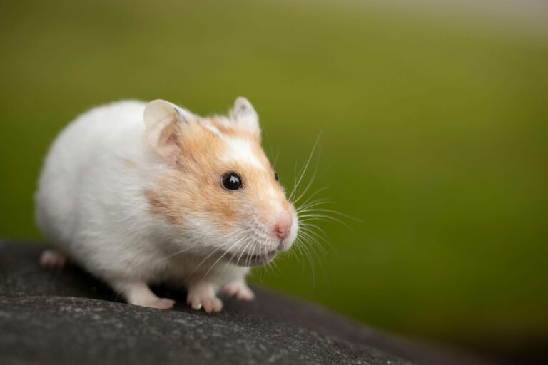 Some Best Habits Of Hamsters – rats.pk