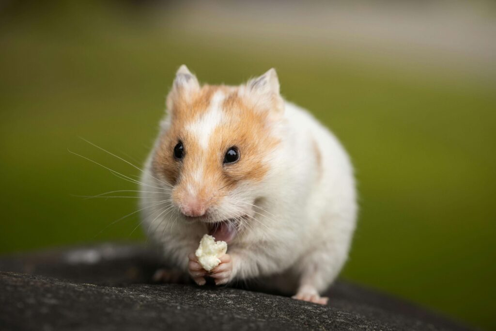 Difference Between Hamsters And Rats 