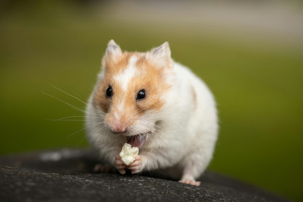 Types And Habits Of Syrian Hamster -Hamsters.pk