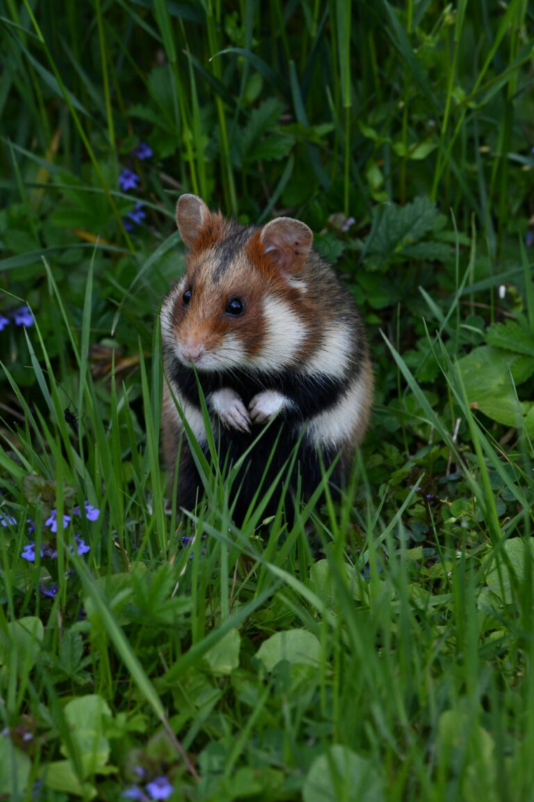 Types And Habits Of Syrian Hamster -Hamsters.pk