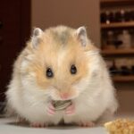 Can Hamsters Eat Grapes