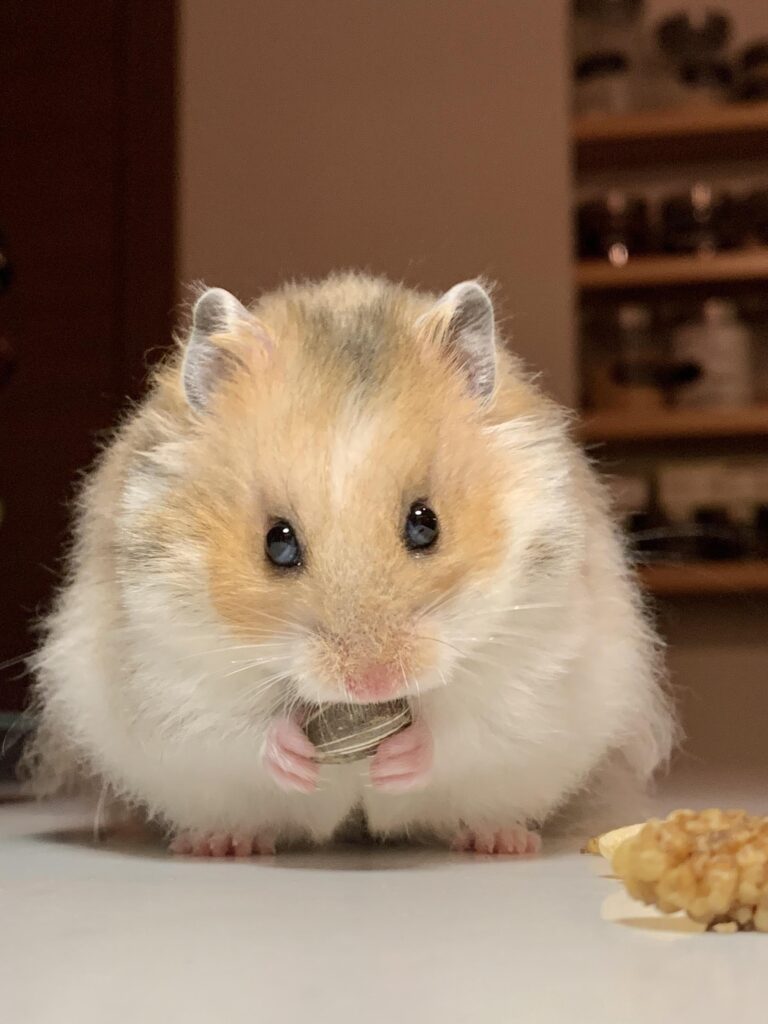 Can Hamsters Eat Grapes – Hamsters.pk