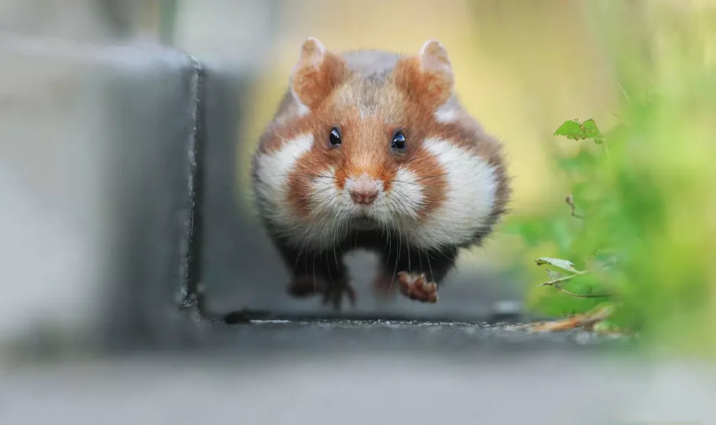 Can Hamsters Eat Carrots