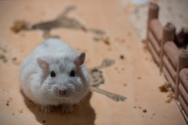 Why Hamsters Are So Cute And Beautiful - Hamsters.pk