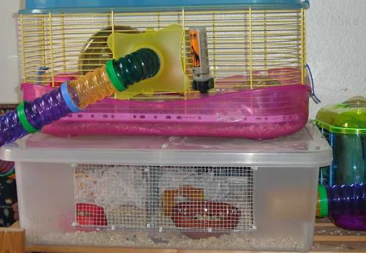 What Do Hamsters Need In Their Cage - Hamsters