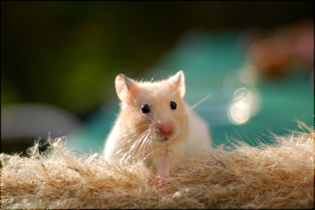 Common Illnesses In Hamsters