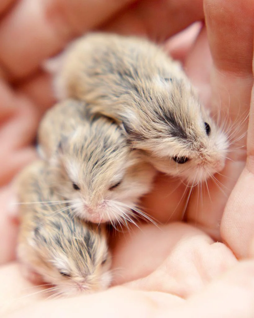 What Hamsters Can Live Together