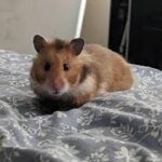 Can Syrian Hamsters Live Longer Than 2 Years - Hamsters.pk