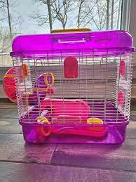 What Do Hamsters Need In Their Cage - Hamsters