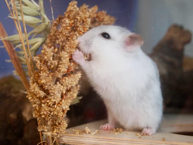 What Do Hamsters Need To Be Happy – Hamsters.pk