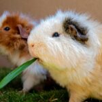 Characteristics Of Hamsters