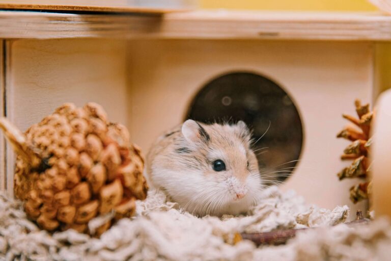 5 Tips of Hamsters Care – Hamsters.pk